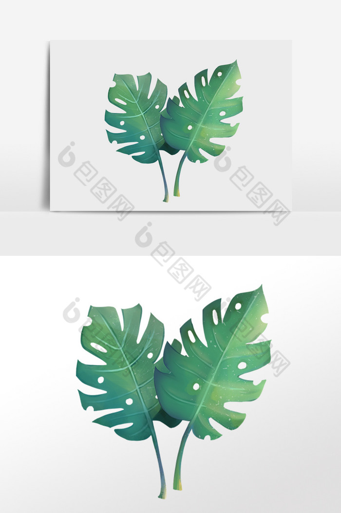夏季热带植物两片叶子插画图片图片