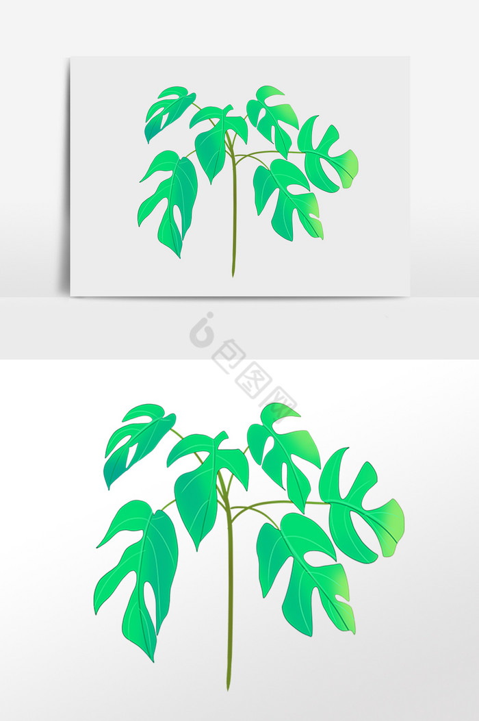 夏季热带植物小树枝插画图片