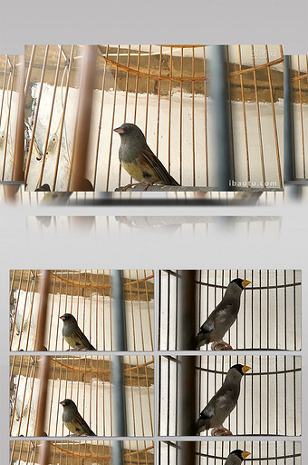 实拍鸟市笼子中的鸟带原声图片