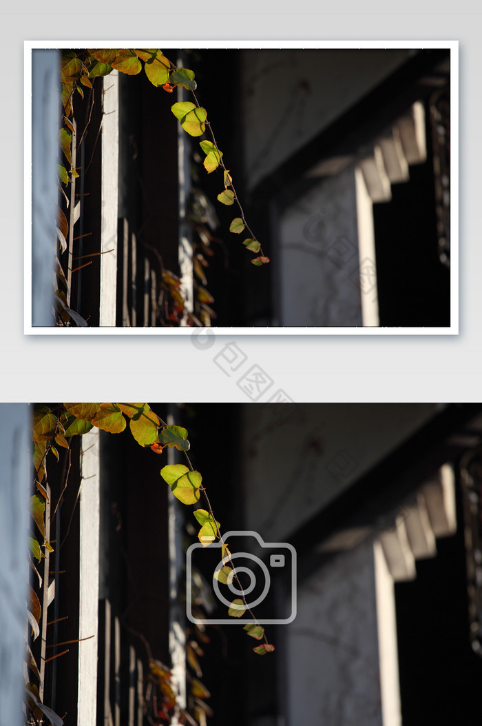 绿植微距中国风民宿爬墙虎摄影图图片图片