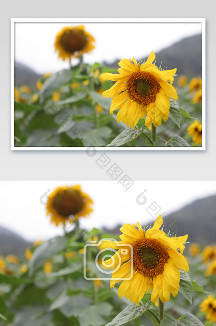 向日葵太阳花热情黄色花朵摄影图