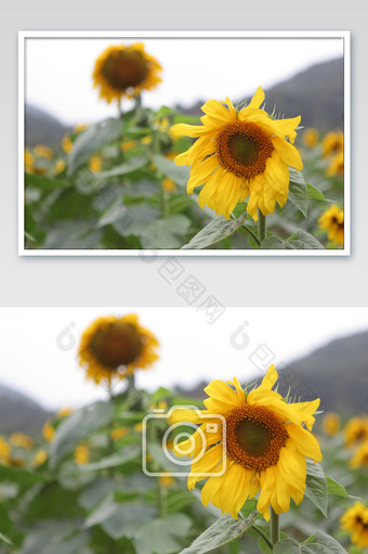 向日葵太阳花热情黄色花朵摄影图图片
