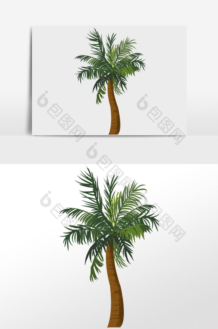 热带植物宗阔树插画图片图片