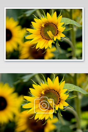 向日葵花摄影图片