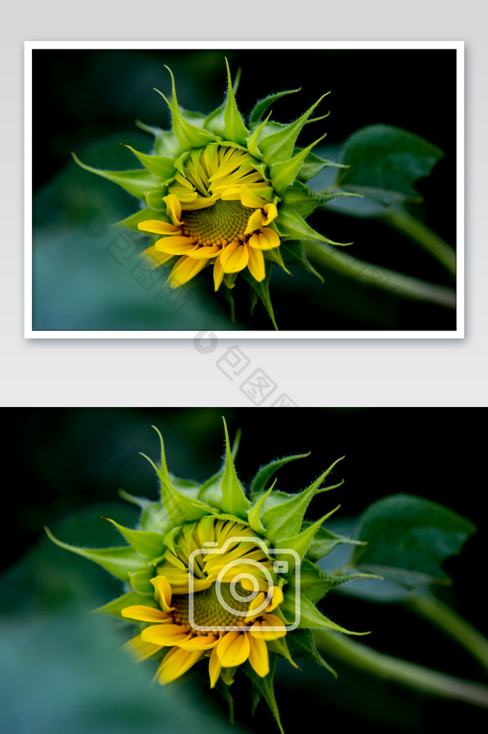 含苞未放的向日葵摄影图片图片