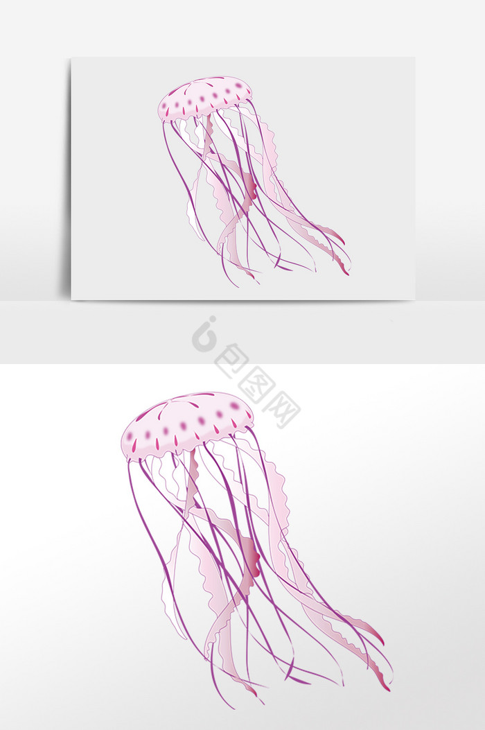 海洋生物长尾水母插画图片