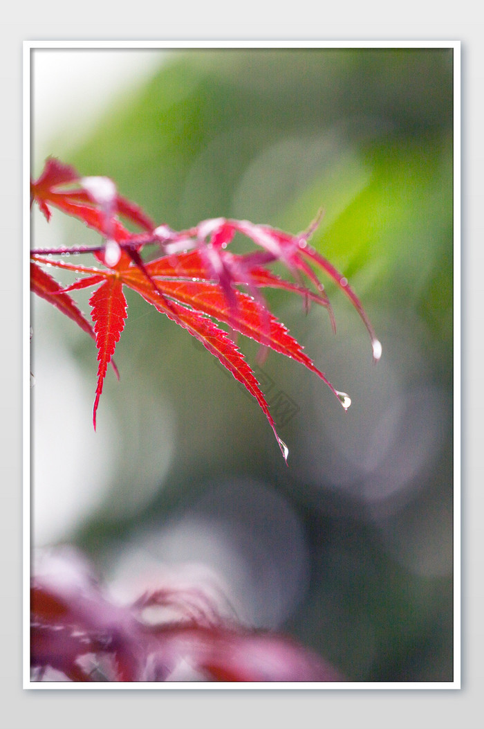 谷雨红叶雨滴摄影图片