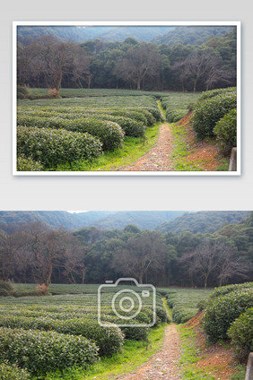 浙江茶山茶园茶树龙井山摄影图