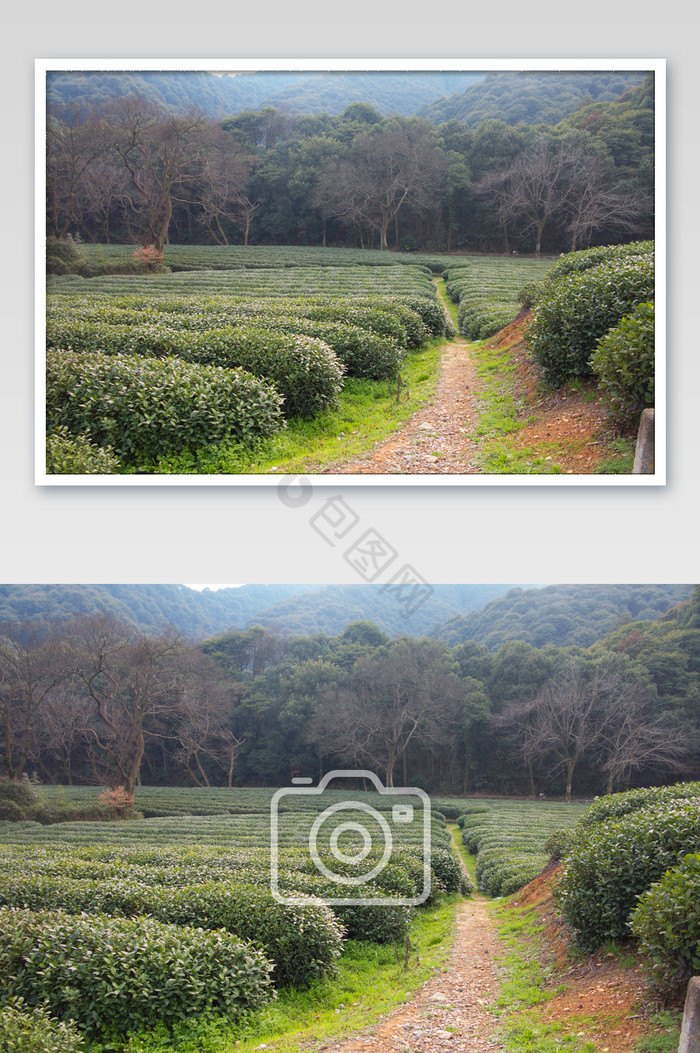 浙江茶山茶园茶树龙井山摄影图图片