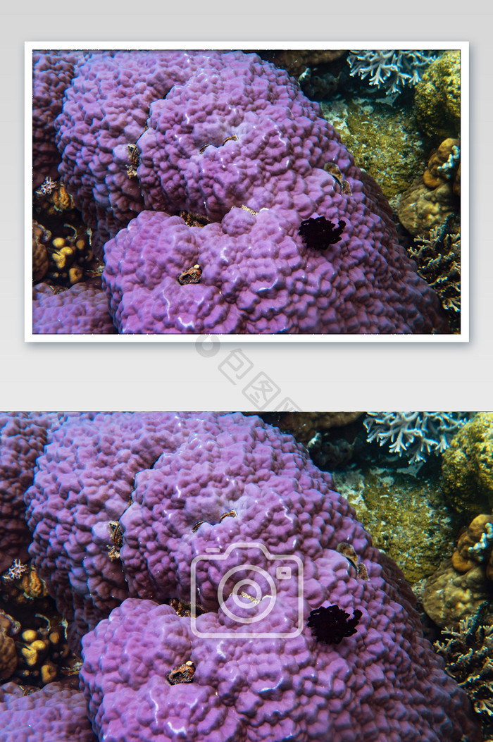 菲律宾巴拉望浮潜珊瑚紫色摄影图