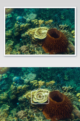 海底世界珊瑚色彩艳丽摄影图