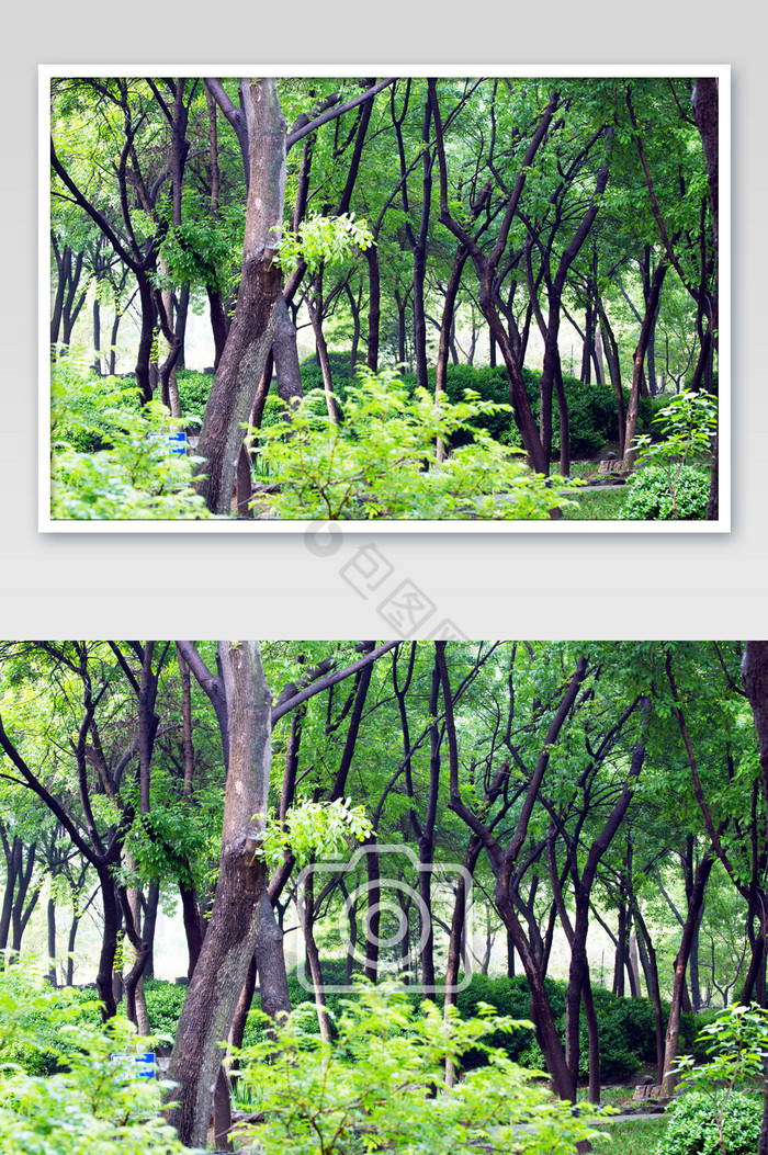 谷雨时节树林绿树图片