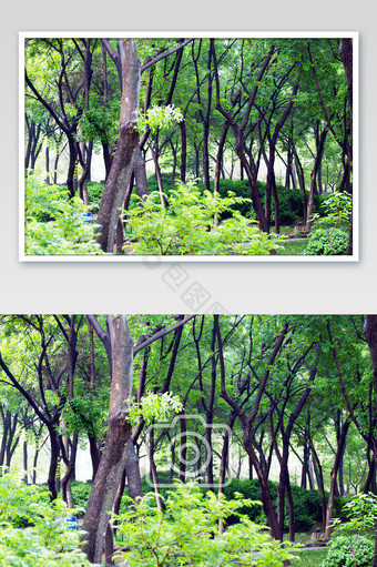 谷雨时节树林绿树图片