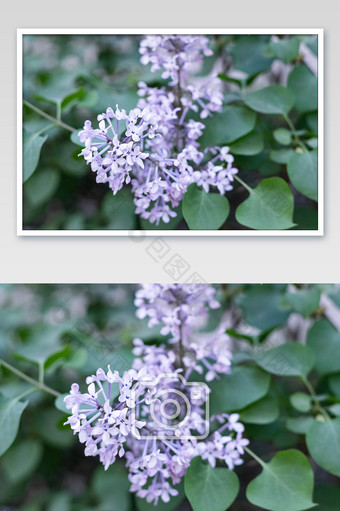 紫色清新自然风景花朵图片