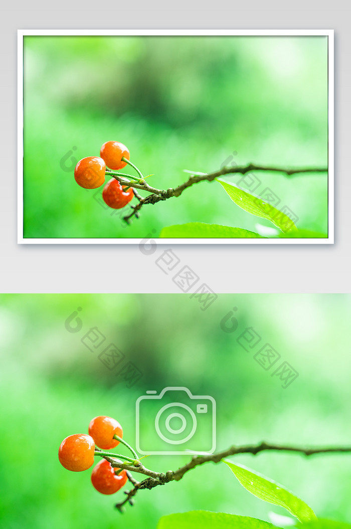 鲜甜红色樱桃挂枝头摄影图图片图片