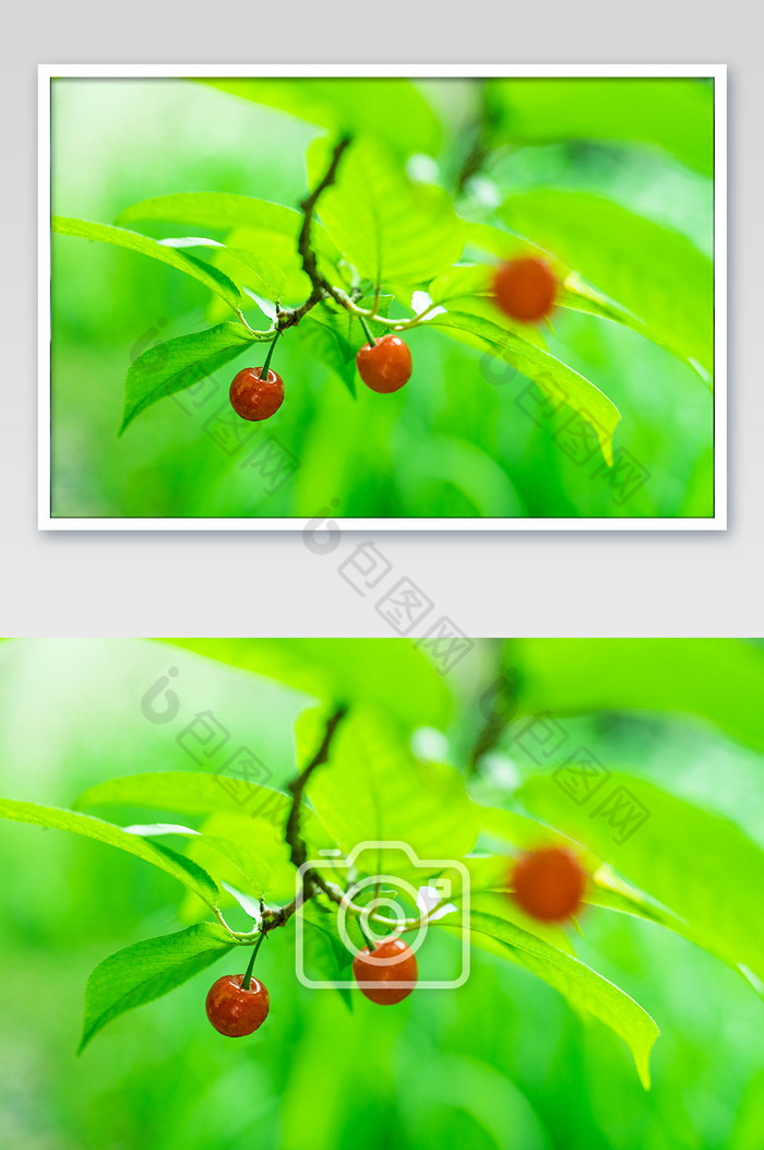 红色樱桃挂枝头摄影图图片图片