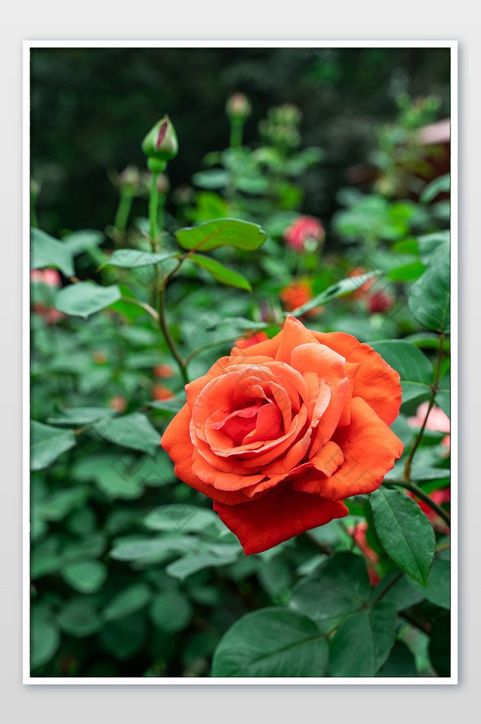 独自盛开超大月季玫瑰花图片图片