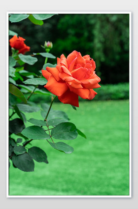 盛开的大红色月季玫瑰摄影图