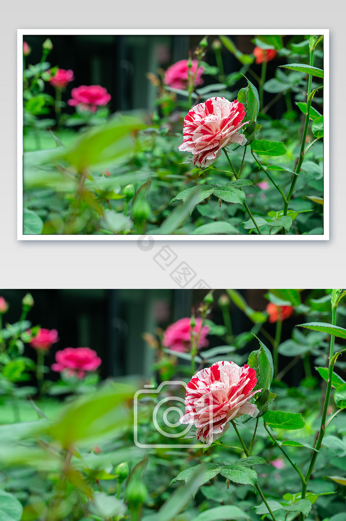 独特色彩的月季玫瑰花摄影图图片