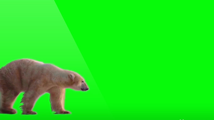 行走中的棕色南极熊视频合成元素