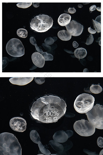 日本大阪海游馆浪漫荧光水母遨游摄影图图片