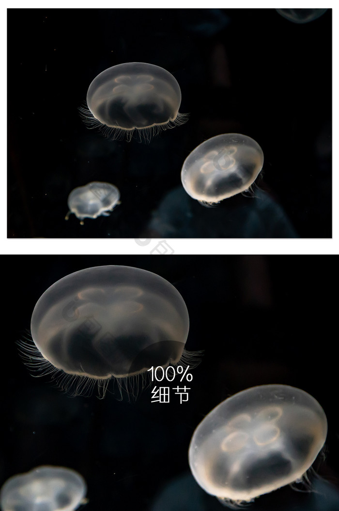 日本大阪海游馆浪漫荧光水母摄影图