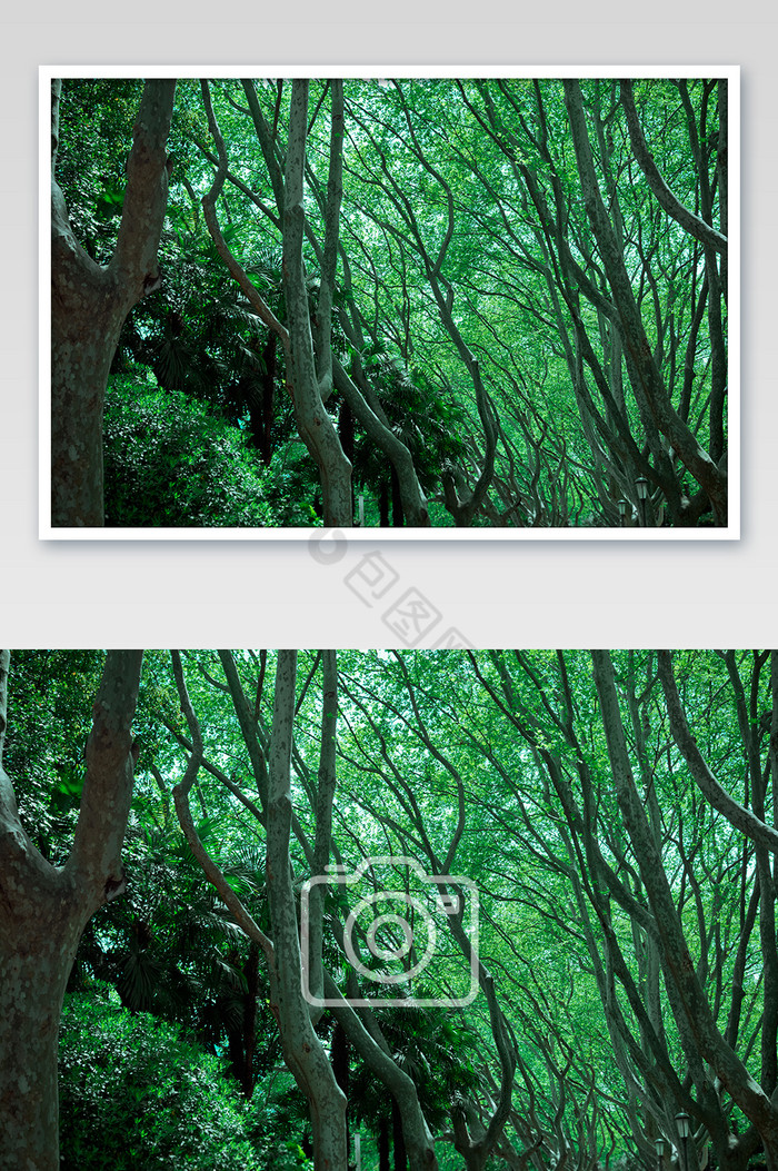 热带雨林里的树木图片