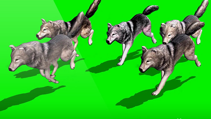 一群动物狼奔跑企业宣传合成视频元素