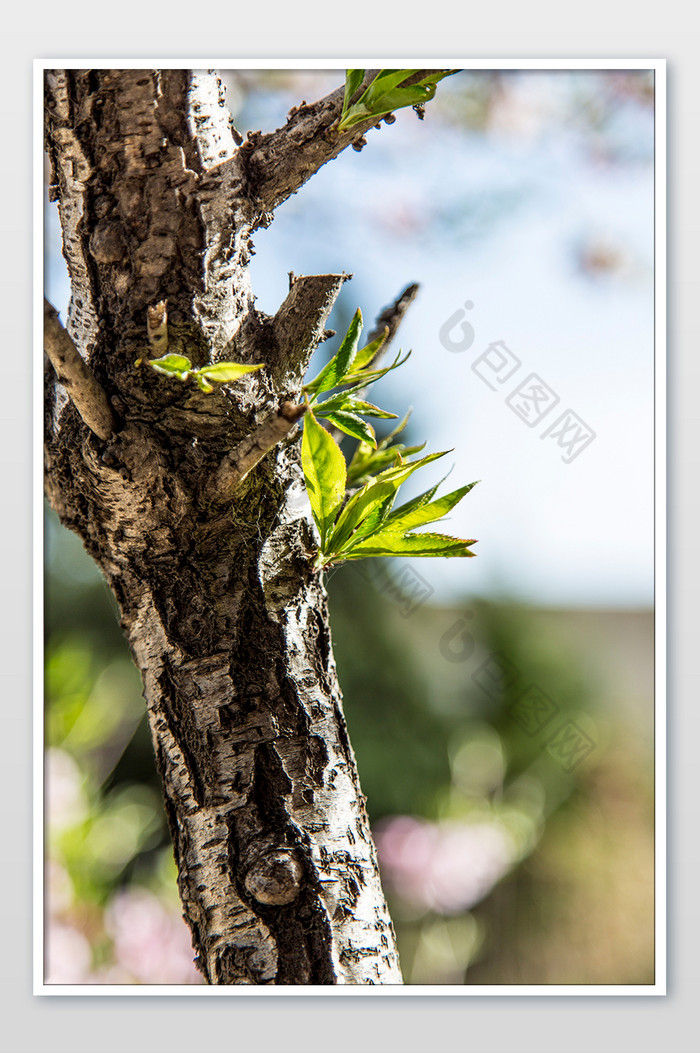 春天树枝上的嫩叶摄影图片图片