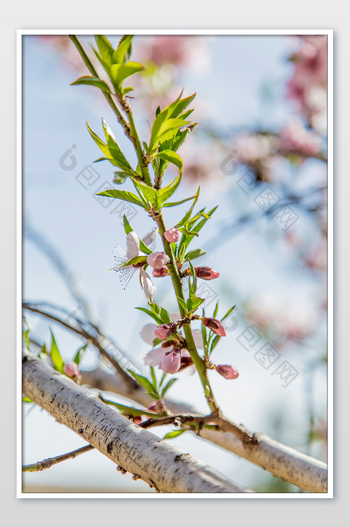 春天开放的桃花摄影图片