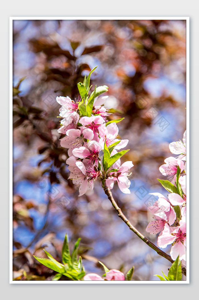 春天开桃花摄影图片