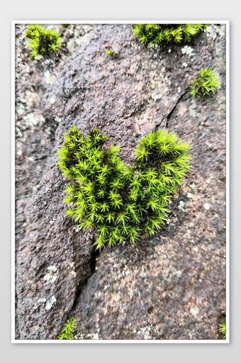 爱心形状苔藓植物摄影图图片