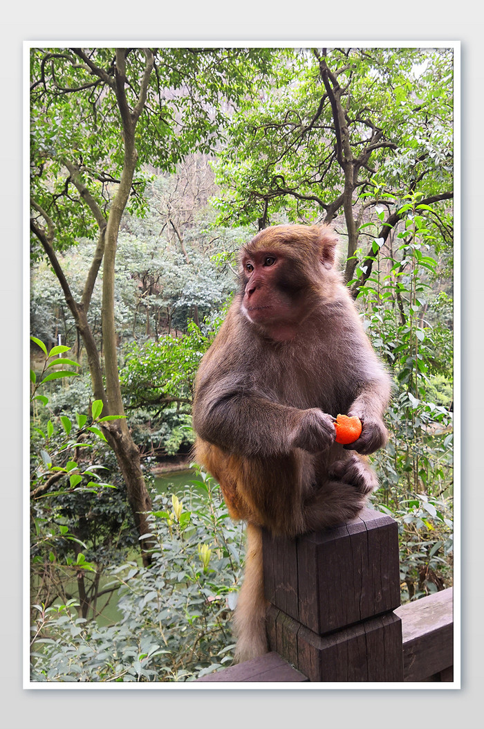 贵阳动物园棕色猴子灵气摄影图图片