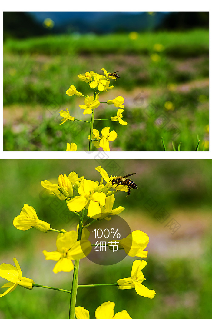 一只蜜蜂和油菜花摄影图