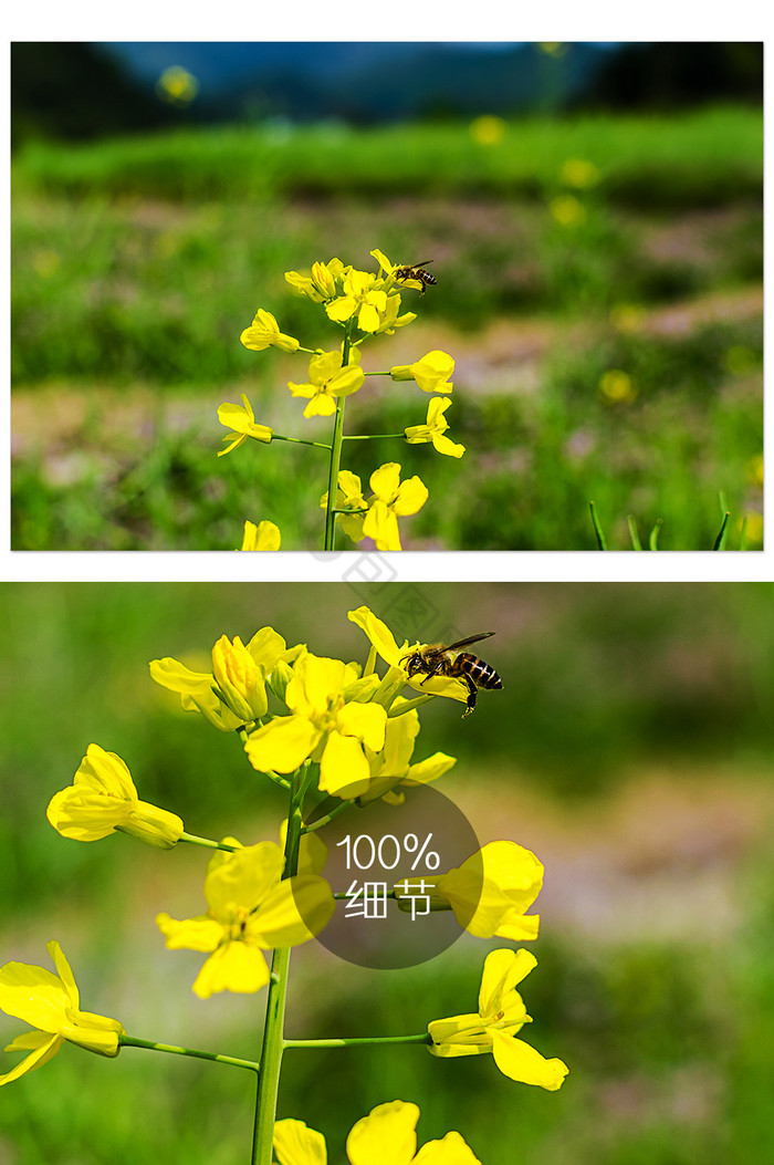 一只蜜蜂和油菜花摄影图图片