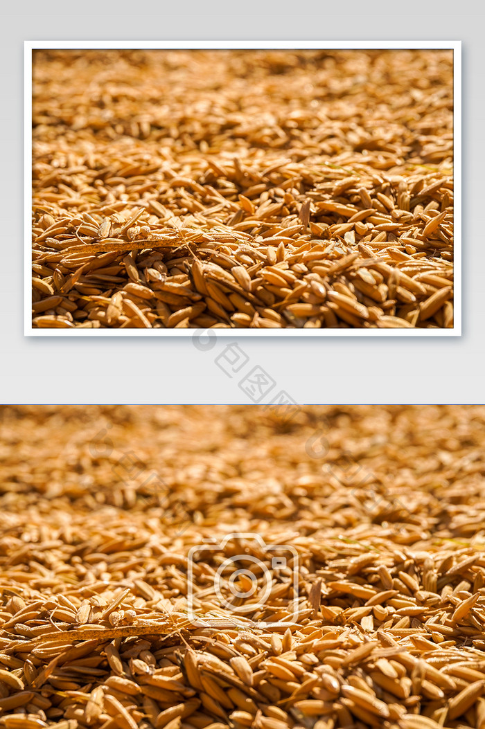 金色水稻稻谷谷物丰收农家摄影图片
