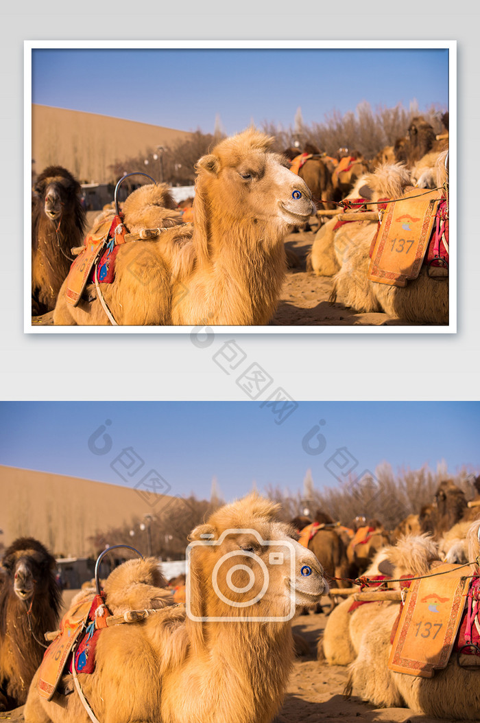 敦煌鸣沙山西北风光骆驼摄影图片