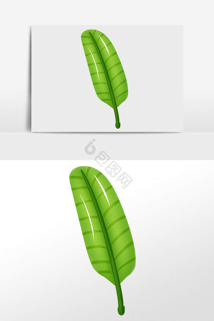 夏季热带植物香蕉叶插画图片