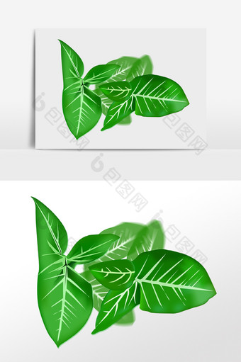 夏季热带植物绿色叶子插画图片