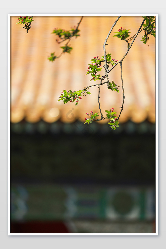 春日里的紫禁城海棠花图片