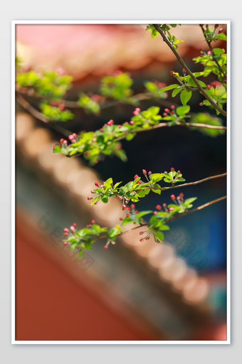 春日里的紫禁城海棠红墙图片