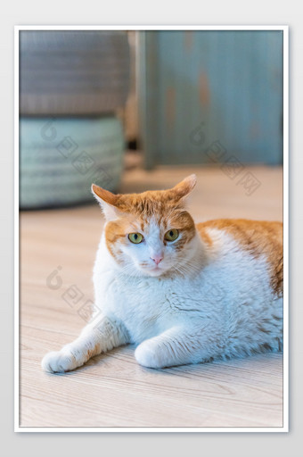 可爱猫咪慵懒休息摄影图图片