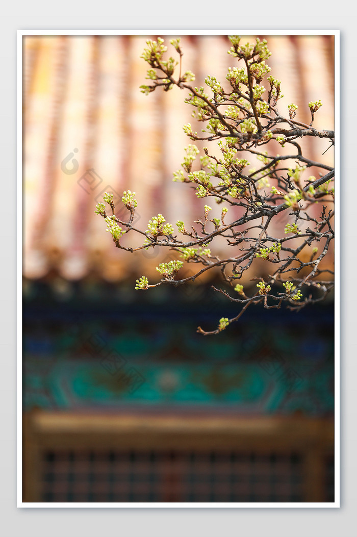 春日里的紫禁城梨花图片图片