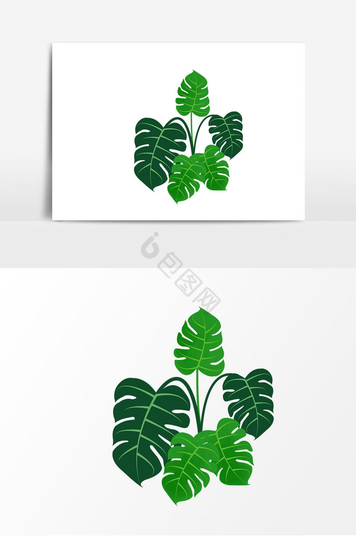 植物龟背叶图片