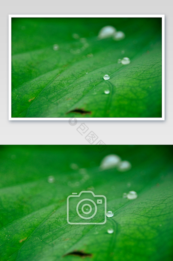 绿色荷叶微距露水摄影图片