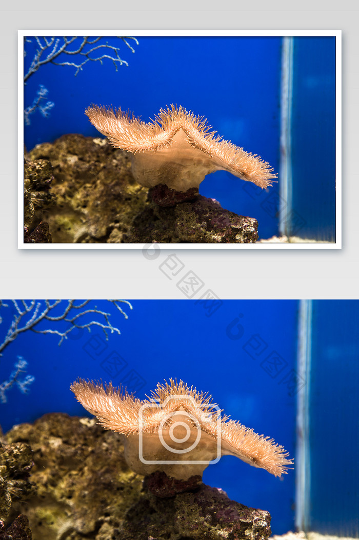 清新海底海葵摄影图