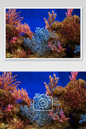美丽海底珊瑚摄影图