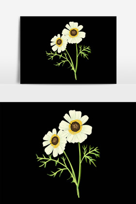 花卉洋甘菊花朵插画图片