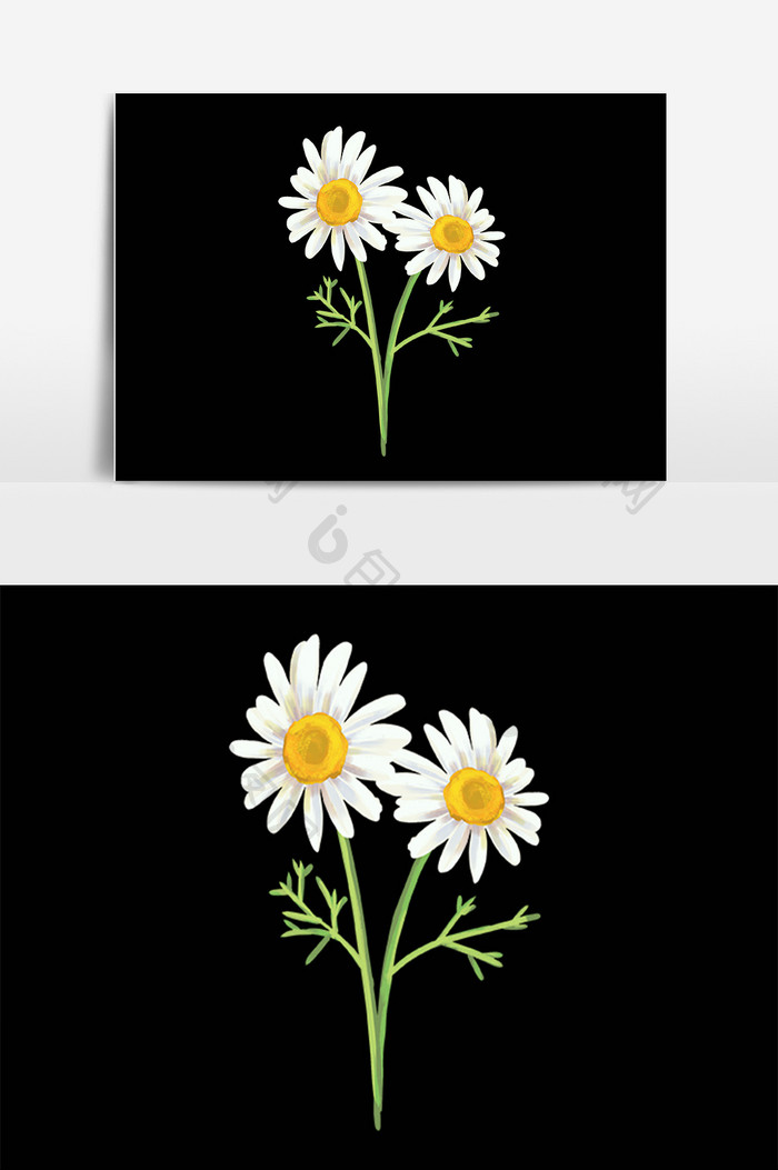 手绘白色花卉植物洋甘菊花朵插画