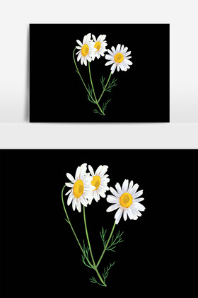 花卉植物洋甘菊花朵插画图片